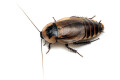 Byrsotria cabrerai